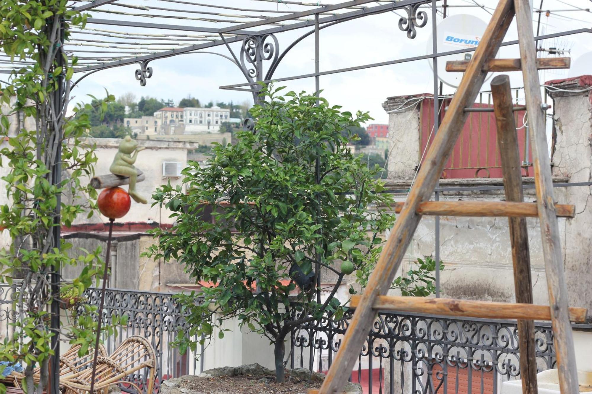 Appartement Lemon Tree Terrace